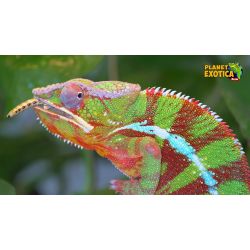 E-billet adulte Planet Exotica - Haute Saison 2026