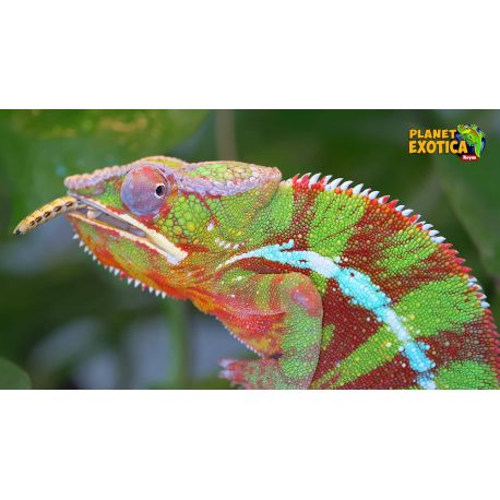 E-billet adulte Planet Exotica - haute saison - 2021