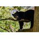 E-billet adulte Zoo du bois Attilly - 2020