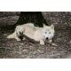 E-billet adulte Zoo du bois Attilly - 2020