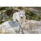 E-billet jeune Zoo du bois Attilly - 2020
