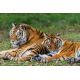 E-billet jeune Zoo du bois Attilly - 2020