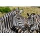 E-billet enfant Zoo du bois Attilly - 2020