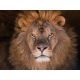 E-billet enfant Zoo du bois Attilly - 2020