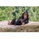 E-billet enfant Zoo du bois Attilly - 2020