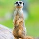 E-billet Adulte (à partir de 16 ans) Zoo d'Upie - validité : illimitée