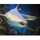 Billet CE Adulte Aquarium de Barcelone (Espagne)