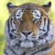 E-billet Adulte 1 jour - Pairi Daiza -  Valable jusqu'au 7 Janvier 2024