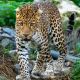E-billet Enfant 1 jour - Pairi Daiza - Valable jusqu'au 7 Janvier 2024