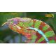 E-billet adulte Planet Exotica - haute saison - 2021