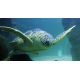 E-Billet Aquarium Sealife - validité 26-09-2020