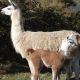 E-billet Parc Pédagogique de St Nectaire Myocastors