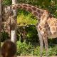 E-billet Enfant Parc animalier de Pessac