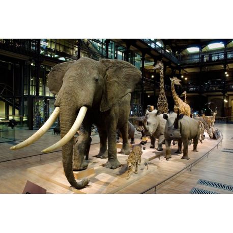 Grande Galerie de l'évolution : E-billet adulte - valid.28/11/20