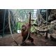 Ménagerie Zoo Jardin des Plantes : E-billet adulte - valid.28/11/20