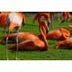 Ménagerie Zoo Jardin des Plantes : E-billet adulte - valid.06/11/21