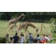 E-billet adulte Zoo de la Bourbansais 2020 