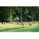 E-billet adulte Zoo de la Bourbansais 2020
