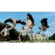 E-billet adulte Zoo de la Bourbansais 2020