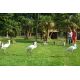 E-billet adulte Zoo de la Bourbansais 2020