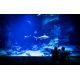E-billet Enfant PLANET OCEAN MONTPELLIER (34) - Valid. 11/12/2020