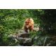 E-Billet Enfant CE Zoo de la Flèche (dpt 72) - 2 jrs Validité 31/12/2020