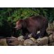 E-Billet Enfant CE Zoo de la Flèche (dpt 72) - 2 jrs Validité 31/12/2020