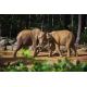 E-Billet adulte CE Zoo de la Flèche (dpt72) -   2 jrs Validité 31/12/2020