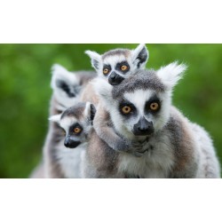 E-billet - Parc de l'Auxois Adulte -  Validité 11/11/2026