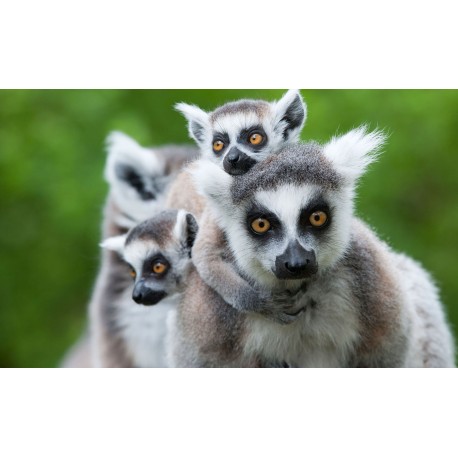 Parc de l'Auxois - Billet Enfant - - Valable saison 2017