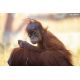 E-billet enfant Zoo de la Boissière - Validité jusqu'au 11/11/2021