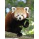 E-billet enfant Zoo de la Boissière - Validité jusqu'au 11/11/2021