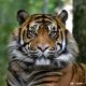 E-billet enfant Zoo de la Boissière - Validité jusqu'au 11/11/2021