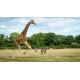E-billet adulte Parc Animalier de Branféré - Validité permanente
