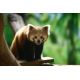 E-billet enfant Zoo de Champrepus - 2019