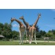 Zoo de Champrepus - Enfant