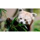 Billet Enfant (de 3 à 11 ans) Biotropica - validité jusqu'au 27 Juillet 2021