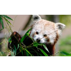 Billet adulte Biotropica - validité jusqu'au 27 Juillet 2021