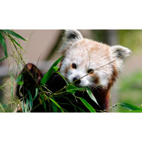 Billet adulte Biotropica - validité jusqu'au 27 Juillet 2021