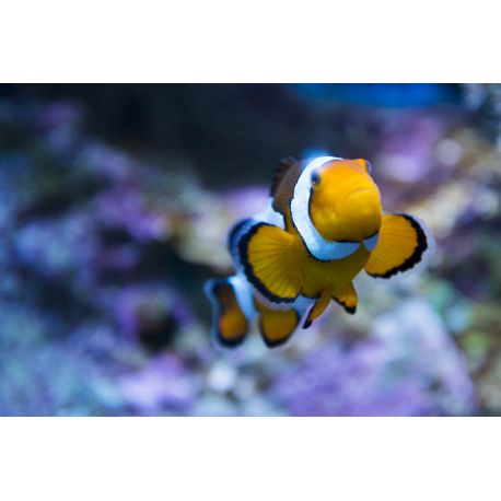 E-Billet Adulte Océarium du Croisic. Saison 2021