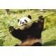 E-Beauval box - Escapade 1 nuit + 2 jours pour 2 personnes / Valid. 1 an
