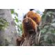 E-Beauval box - Escapade 1 nuit + 2 jours pour 2 personnes / Valid. 1 an